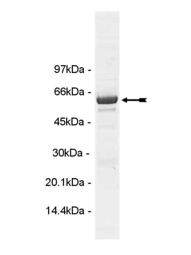 Eurofins DiscoverX RPTPmu Protein, Active Quantity 10 μg Eurofins